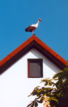 Een ooievaar op het dak